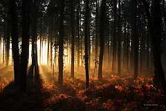 Forest-Light